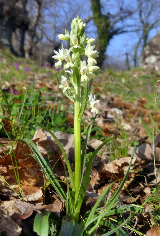 Dactylorhiza romana e prime fioriture tra Lazio e Campania - marzo 2023.